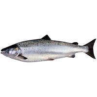 Salmón por medios o enteros, pieza al peso aprox. 4 kg Salmón por medios o enteros, pieza al peso aprox. 4 kg