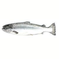 Salmón entero y limpio de crianza, al peso, compra mínima 2.5 kg Salmón entero y limpio de crianza, al peso, compra mínima 2.5 kg