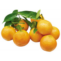 Mandarina Clementina Mexicana hoja kg