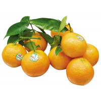 Mandarina Clementina BOLLO hoja kg