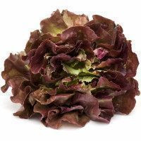 Lechuga Ostogorri EUSKAL BASERRI, unidad