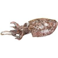 Sepia sucia descongelada, al peso, compra mínima 500 g