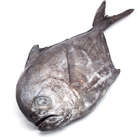 Palometa-Zapatero, pieza al peso aprox. 800 g