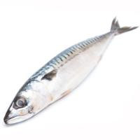 Caballa-Verdel, pieza al peso aprox. 400 g