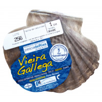 Vieira kg