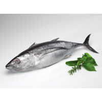 Bonito del Norte kg