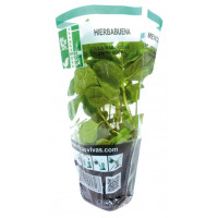Planta Hierbabuena ecológica u