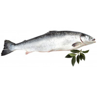 Salmón 4-5 kg