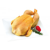 Pollo limpio peso aproximado 2 kg